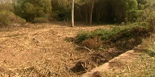 Organitzen una jornada tècnica sobre el cultiu del panís i alfals a Artesa