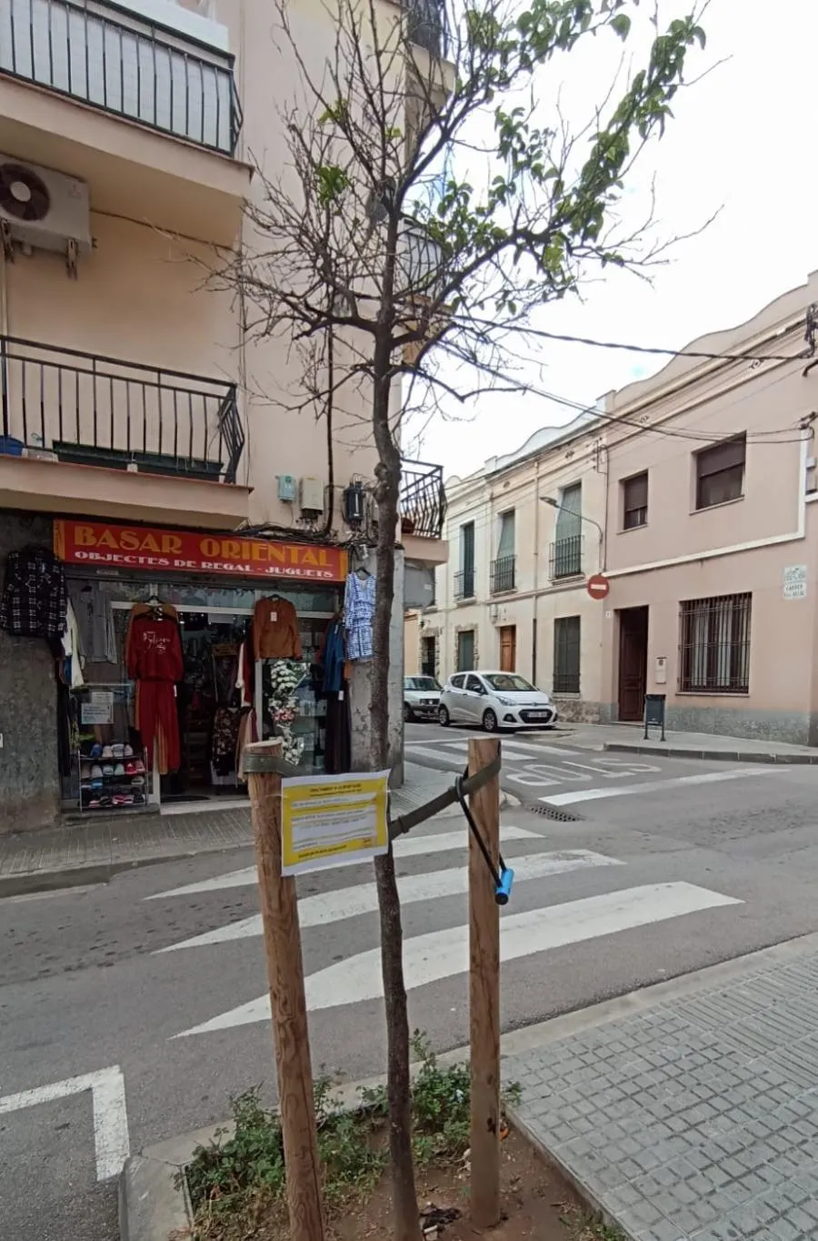 Tractament fitosanitari contra la cotxinilla dels tarongers de can Bisa i carrers Cuba i Alsina