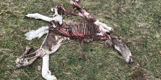 Tornen els atacs mortals de l'ós Goiat després de la hibernació
