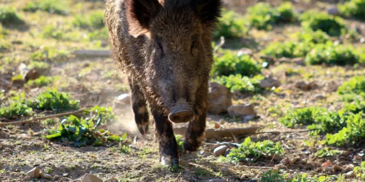 El Departament d'Acció Climàtica, Alimentació i Agenda Rural millora la seguretat de les batudes en la nova temporada de caça
