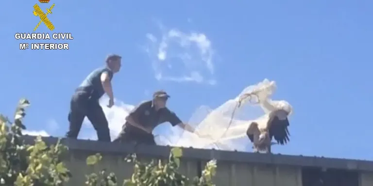 Rescaten un voltor del sostre del Poliesportiu de Puigcerdà