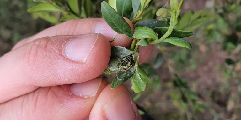 El Solsonès és la tercera comarca on més ha crescut l'afectació de la plaga de la papallona del boix