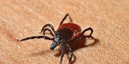 Detectada a Torredembarra una nova espècie de paparra