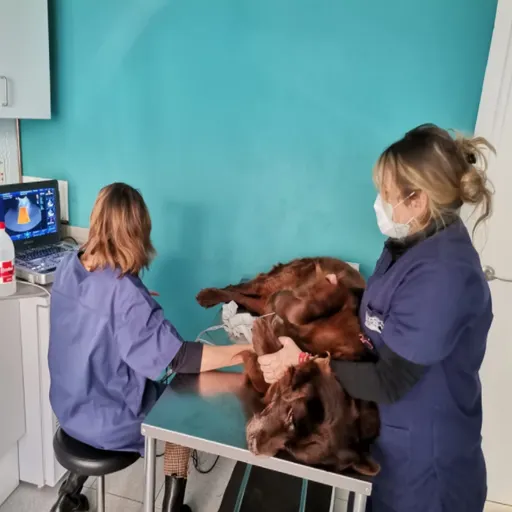 Entrevista amb la Protectora d'animals de Palafolls