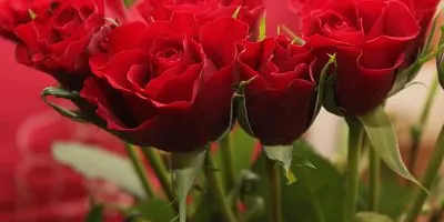 El resum de la Diada de Sant Jordi a Valls