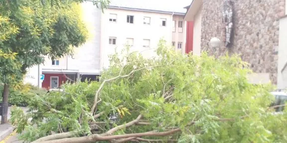 El vent fa caure un arbre al carrer Mare Janer de la Seu