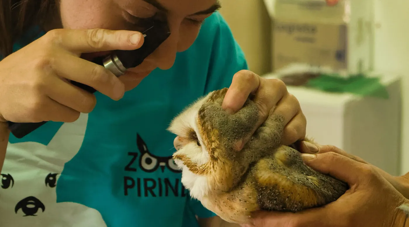 El Zoo del Pirineu es converteix en centre de cria d'òlibes