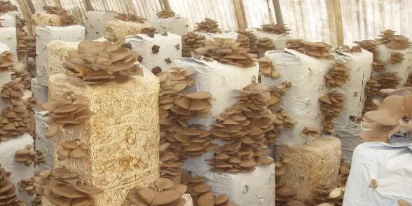 L'Escola Agrària del Pirineu ofereix sessions formatives en línia sobre conreu de bolets i alimentació d'abelles