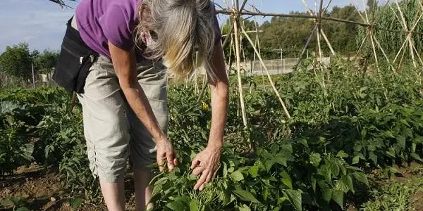 Comencen els cursos d’aromateràpia i cosmètica natural i de l’hort ecològic que organitza la Regidoria d’Acció Social i l’Hort de la Sínia