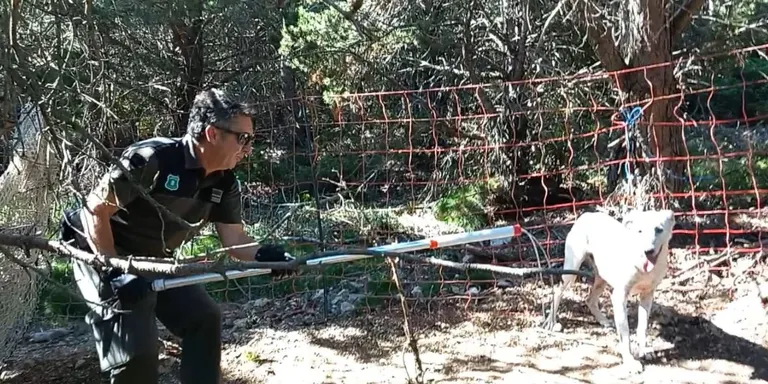 Els Agents Rurals capturen un gos ensalvatgit a La Coma