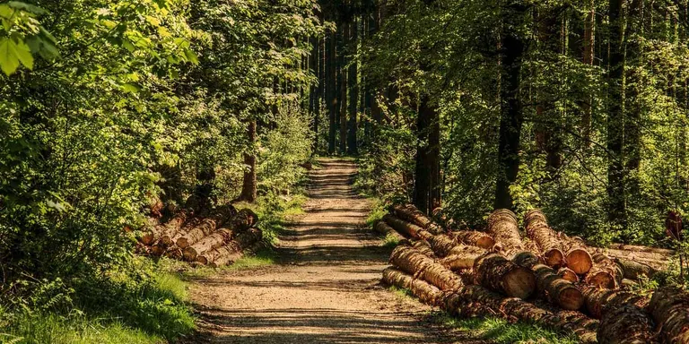 Es posa en marxa la campanya forestal fins al 30 de setembre