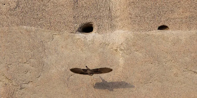 Nidifica per primer cop una oreneta de ribera en una planta d'àrids d'Osona