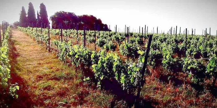 El celler Tal com Raja, de l’arenyenc Joan Munich, participa d’un nou projecte per reutilitzar les ampolles de vi