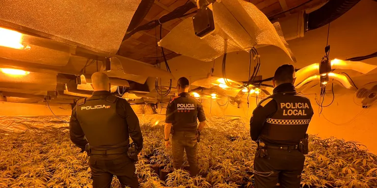 La policia de Cambrils, Mossos d’Esquadra i Policia Nacional desmantellen una plantació de marihuana al municipi