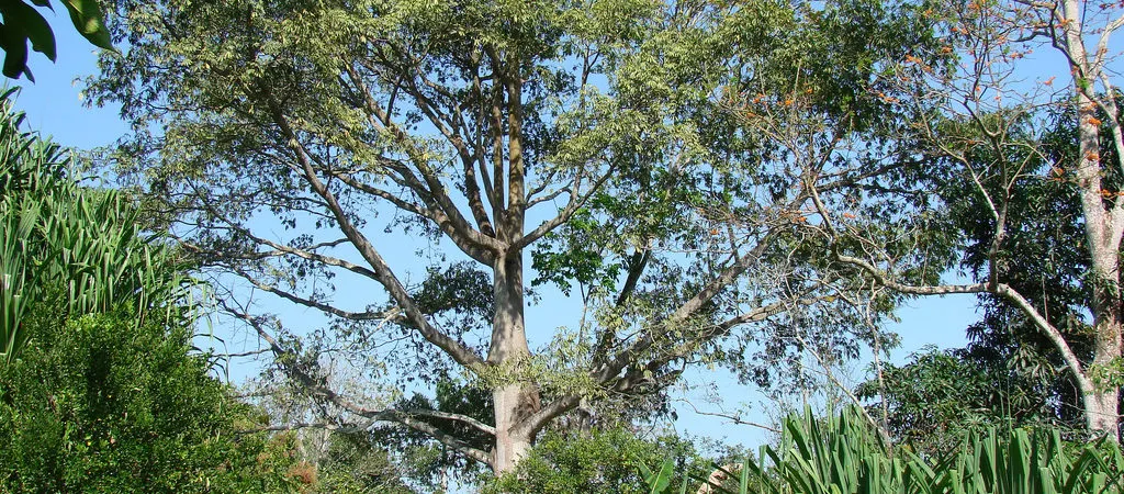 ‘Crònica’ 04.06.2021