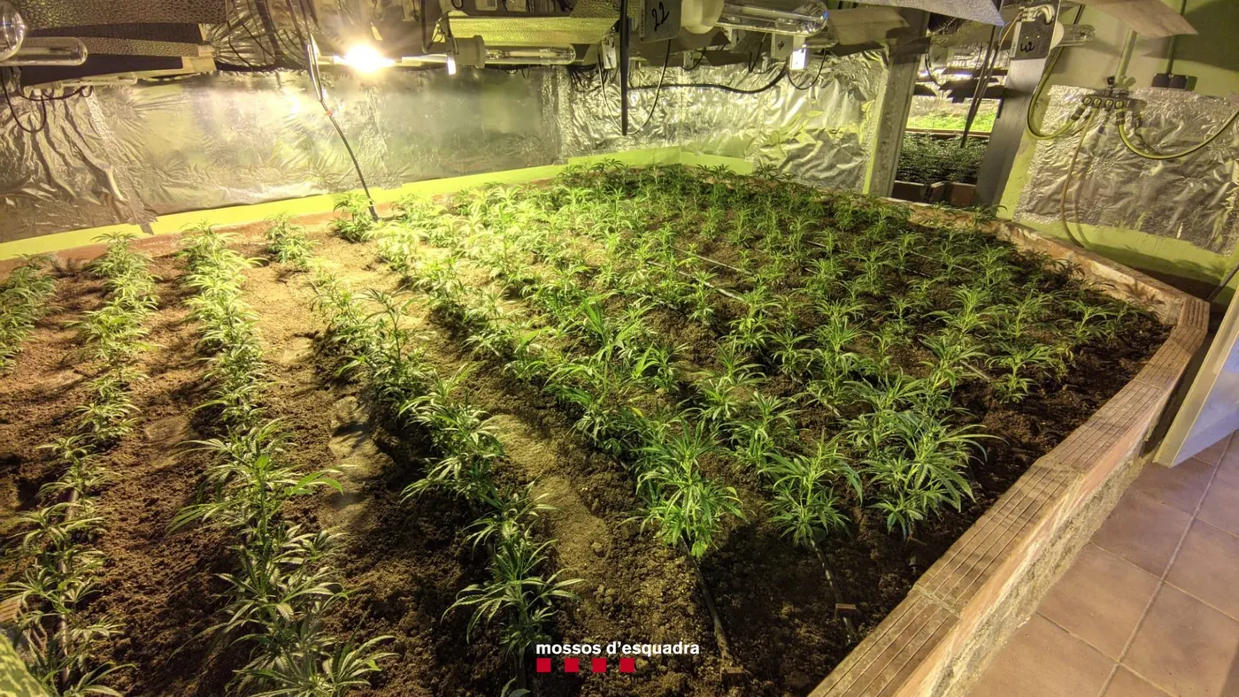 Els Mossos decomissen 950 plantes de marihuana en una casa de Caldes