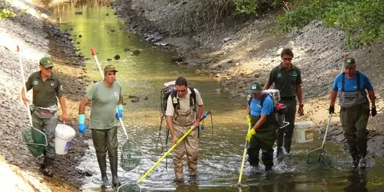 Rescatades més de 3.500 truites de riu autòctones d'un canal del Pallars Jussà
