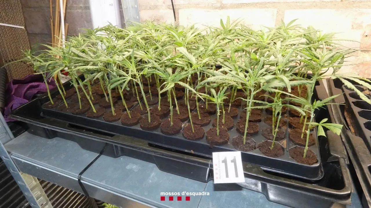 Els Mossos detenen dues persones a Almoster que cultivaven esqueixos de marihuana