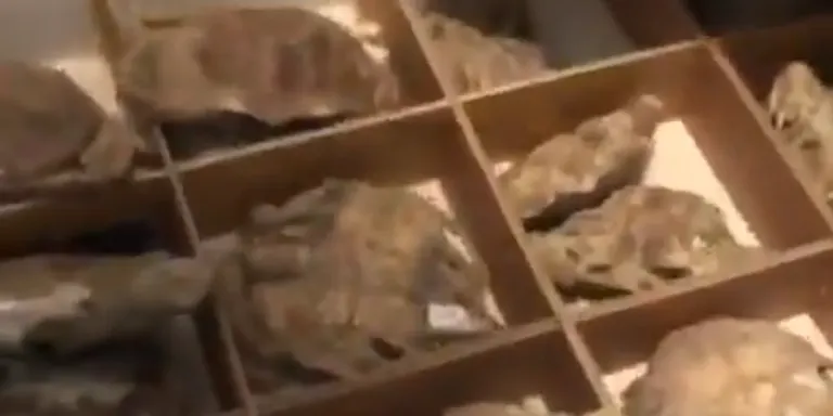 Prohibeixen a un espoliador l'accés a un jaciment paleontològic de Coll de Nargó