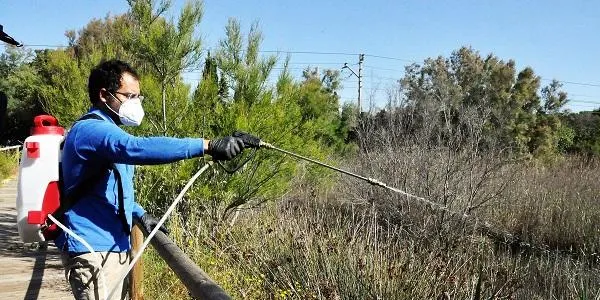 Torredembarra inicia el tractament contra les larves de mosquits