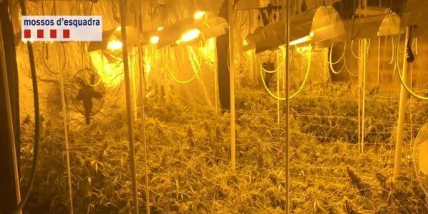 Desmantellen un conreu d'un miler de plantes de marihuana a Torredembarra