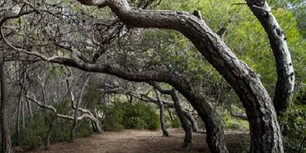 Critiquen la proliferació de gent al Bosc de la Marquesa de Tarragona