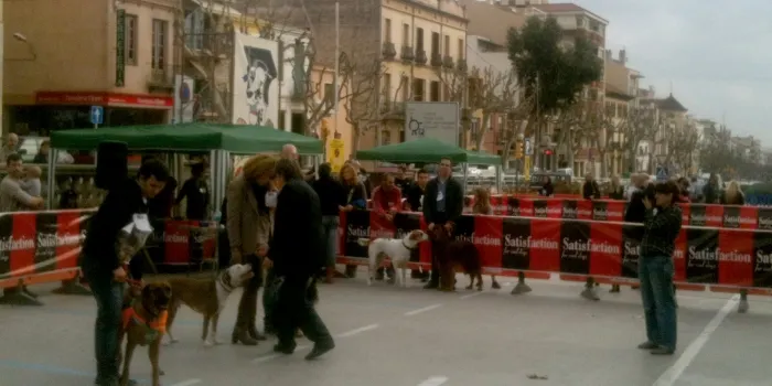 79 gossos participen a la primera Gos Fest d'Arenys de Mar