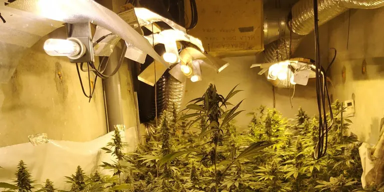 Detenen dos homes per tenir 1.116 plantes de marihuana en una casa de Massanes