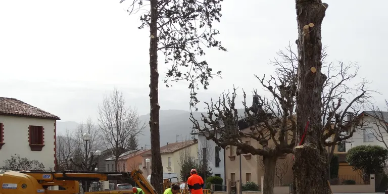 L'Ajuntament de la Seu finalitza la poda de prop de 500 arbres