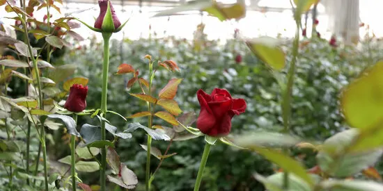 La producció local de rosa de Sant Jordi cau un 60% en tres anys i només resisteix un productor a l'Alt Maresme