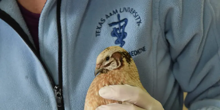 El Zoo del Pirineu organitza el primer curs de rehabilitació d'animals salvatges