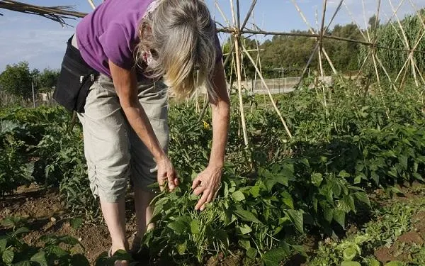 Foto: Hort de la Sínia