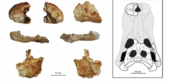Es constata una nova espècie de cocodril del Cretaci que va conviure amb els últims dinosaures del Pirineu