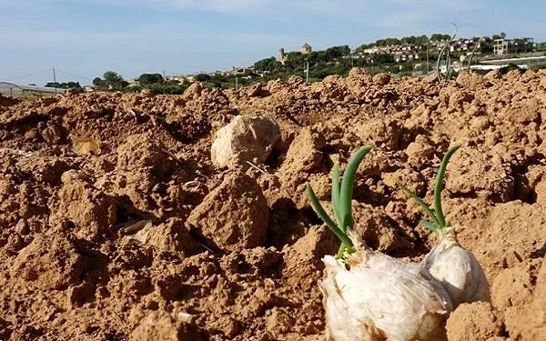 Foto: Horta Germans Blanch