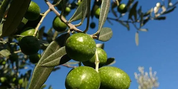 Unió de Pagesos preveu una collita d'olives "molt baixa" al Camp de Tarragona i l'Ebre per la sequera