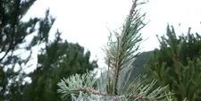 Tractament per controlar la processionària del pi al Pirineu