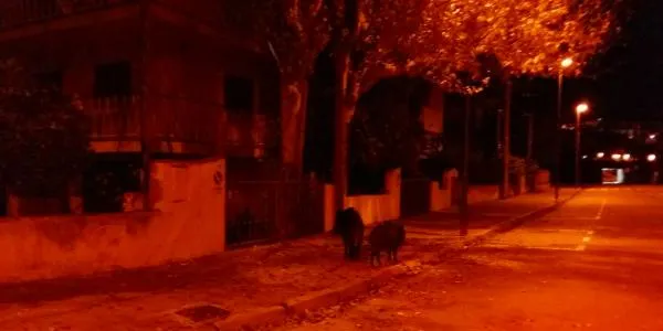 Diversos veïns alerten la Policia Local d’Altafulla per la presència de dos exemplars de porc senglar al Barri Marítim per Nadal