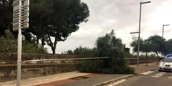 La Policia Local retira un arbre caigut a causa de l’episodi de vent al carrer Alcalde Pijuan