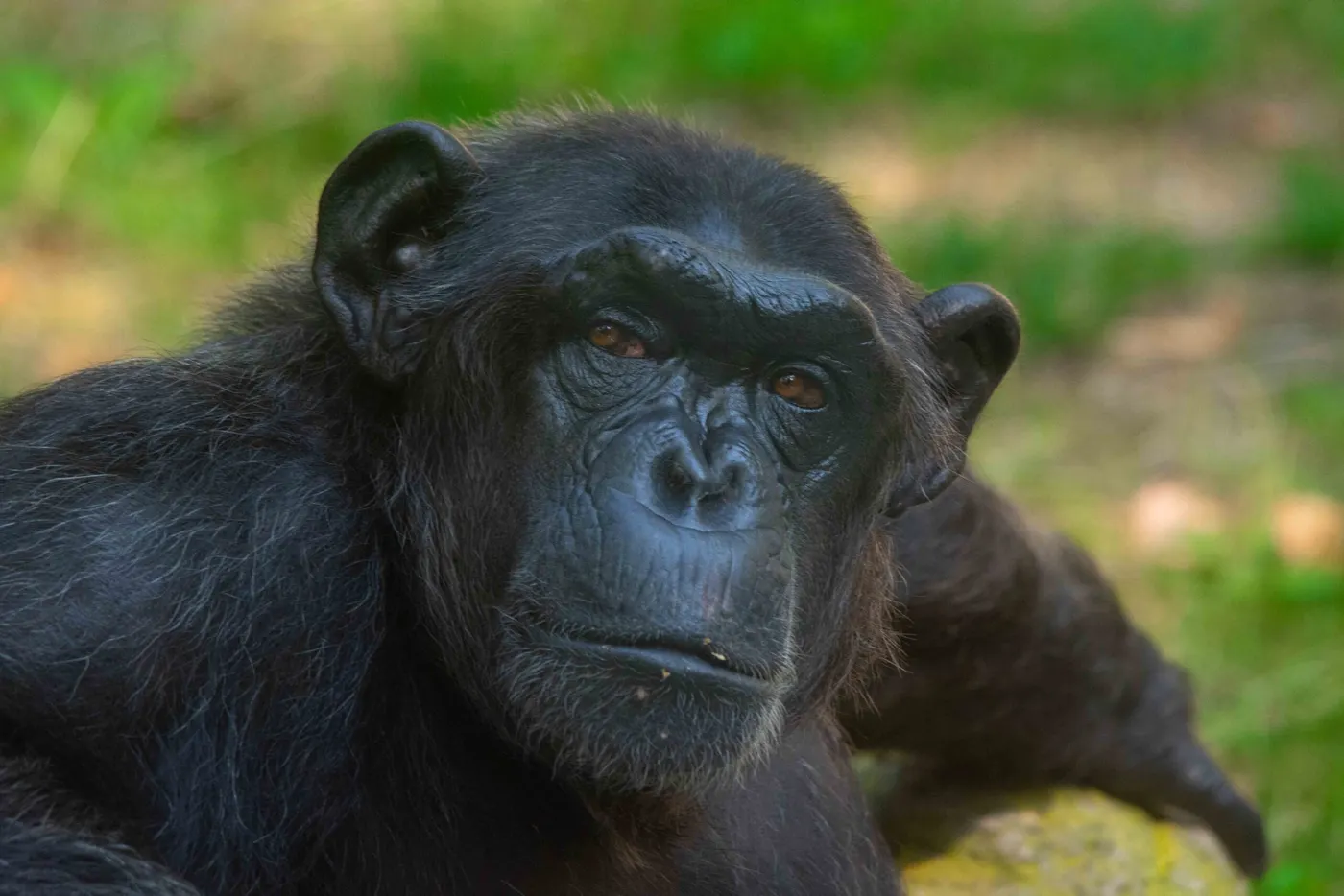 El zoo també es desconfina