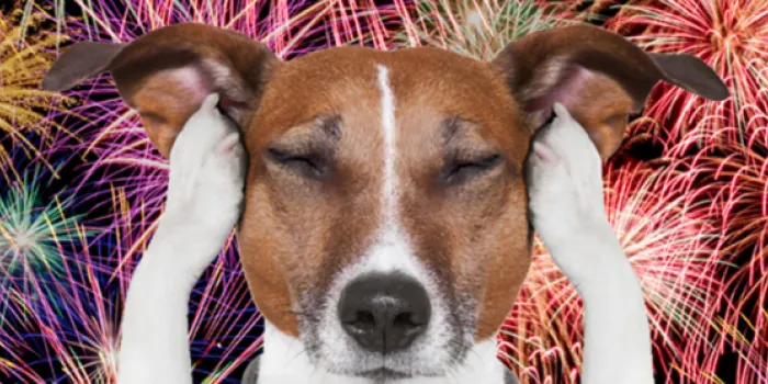 Els veterinaris recomanen no donar tranquil·litzants als gossos per la revetlla