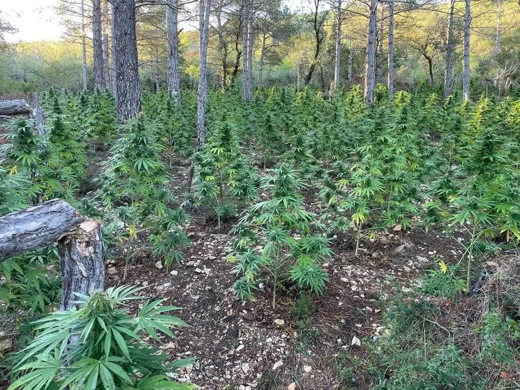 Localitzen més de 1.500 plantes de marihuana a Mont-ral