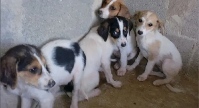Investiguen un cas de presumpte maltractament animal a Arenys