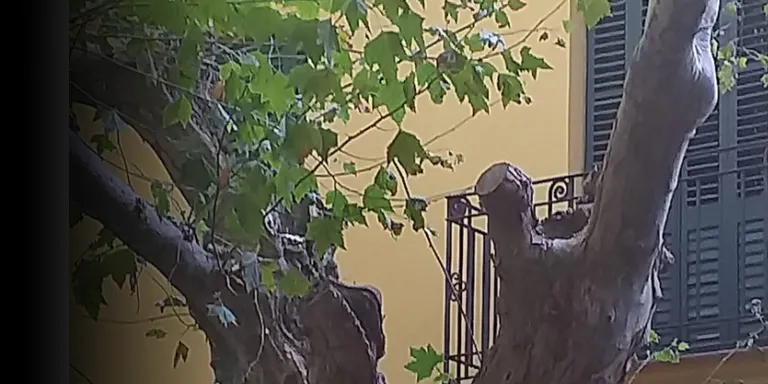 Continuen les actuacions de tala d'arbres en mal estat