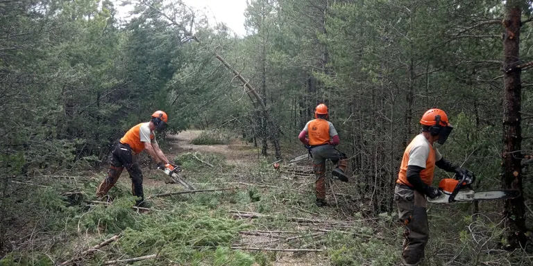 Reobren 72 quilòmetres de camins en boscos de l'Alt Urgell afectats pel temporal Gloria