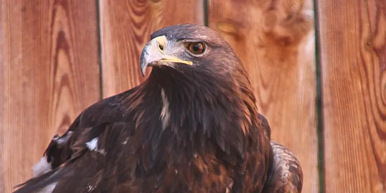 El Zoo del Pirineu, al límit de la seva capacitat