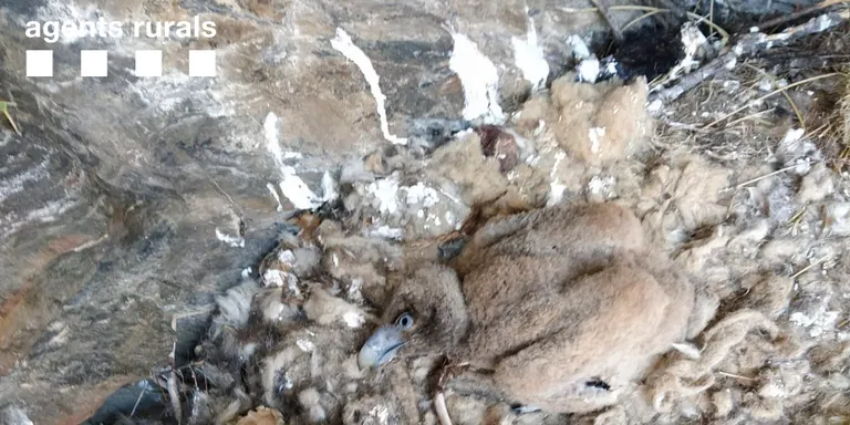Rescatat al Pallars Sobirà un poll de trencalòs abandonat