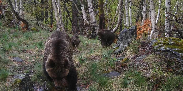 Primeres imatges d'una nova cadellada d'óssos bruns nascuts aquesta primavera