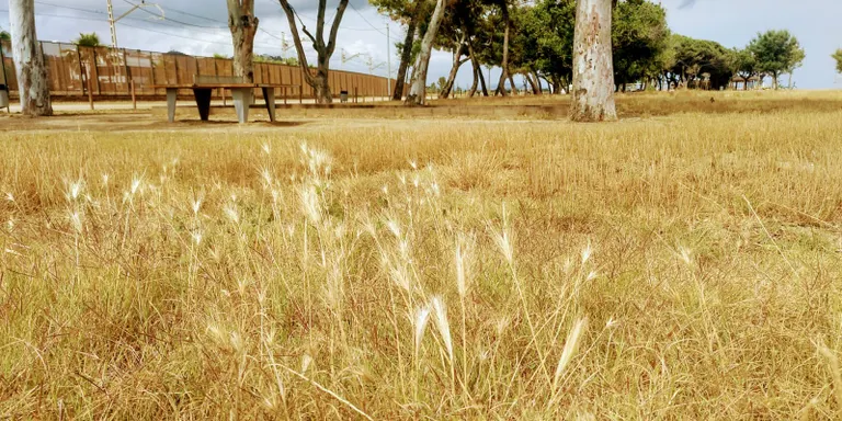 Naturalistes, científics, entitats i centres de recerca demanen la protecció dels herbassars a Catalunya