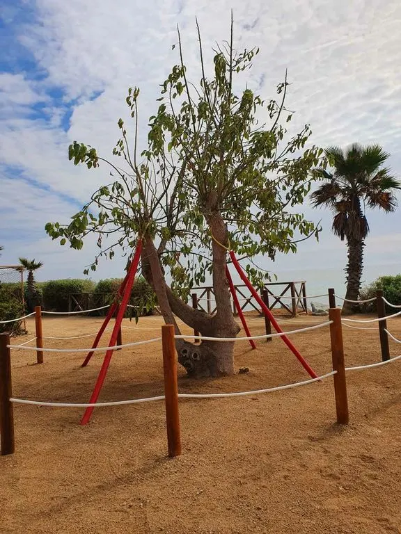 L’Ajuntament ha substituït l’arbre “Bellaombra” que va caure, per un altre de la mateix espècie