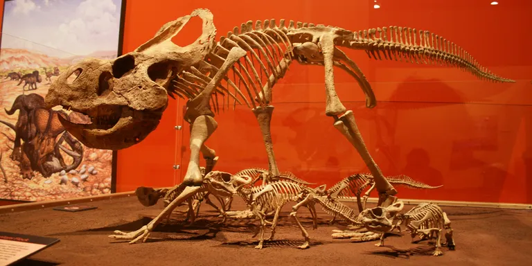 Coll de Nargó ofereix una exposició d'ous i cries de dinosaures de tot el món